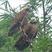 Black-collared Hawk